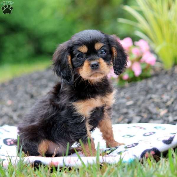 Chuck, Cavalier King Charles Spaniel Puppy