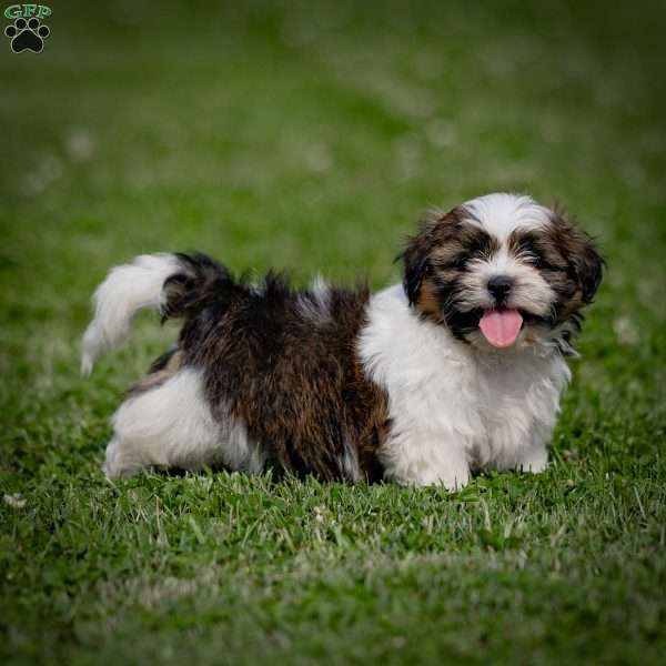 Chung - Shih Tzu Puppy For Sale in Pennsylvania