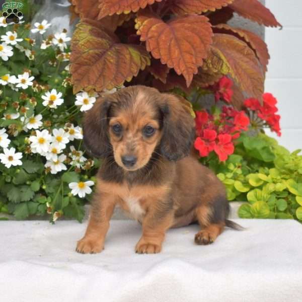 Cider, Dachshund Puppy