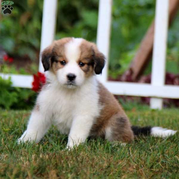 Cinderella, Bernese Mountain Dog Mix Puppy