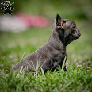 Cindy, French Bulldog Puppy