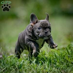 Cindy, French Bulldog Puppy