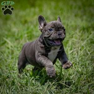 Cindy, French Bulldog Puppy