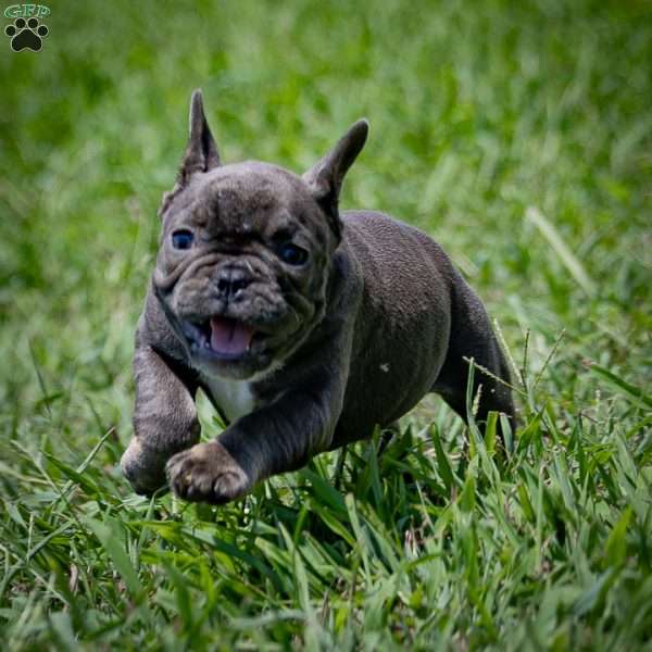 Cindy, French Bulldog Puppy