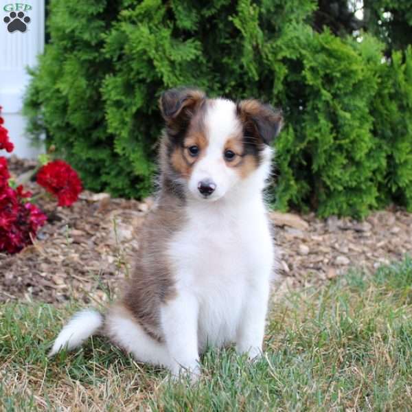 Cindy, Sheltie Puppy