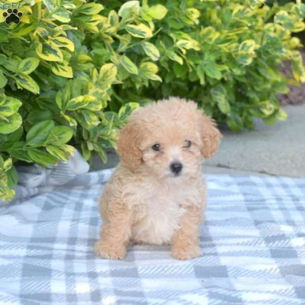 Cinnamon, Miniature Poodle Puppy