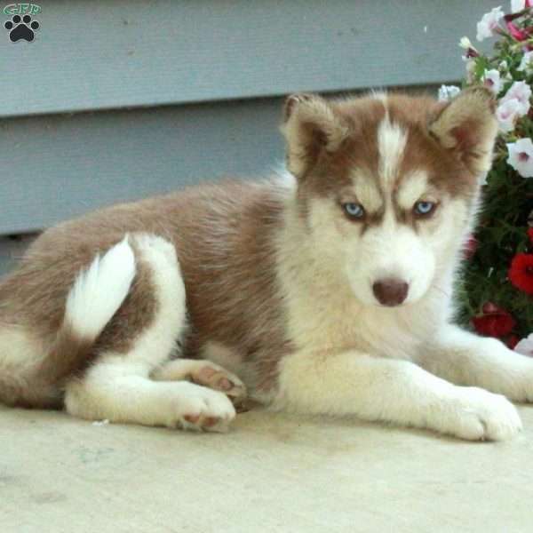 Cinnamon, Siberian Husky Puppy