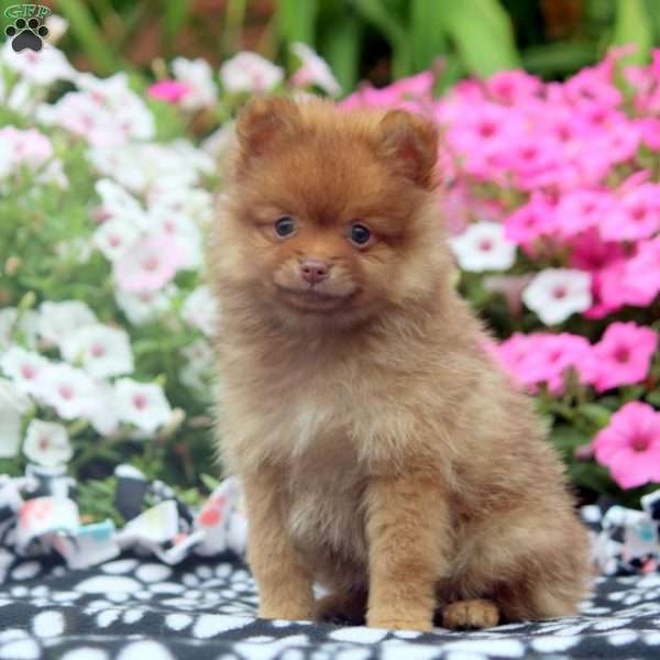 Cinnamon, Pomeranian Puppy