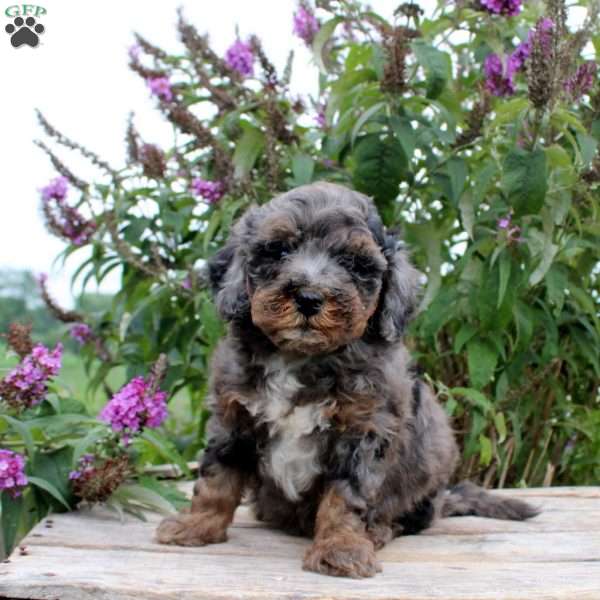 Claire, Mini Goldendoodle Puppy