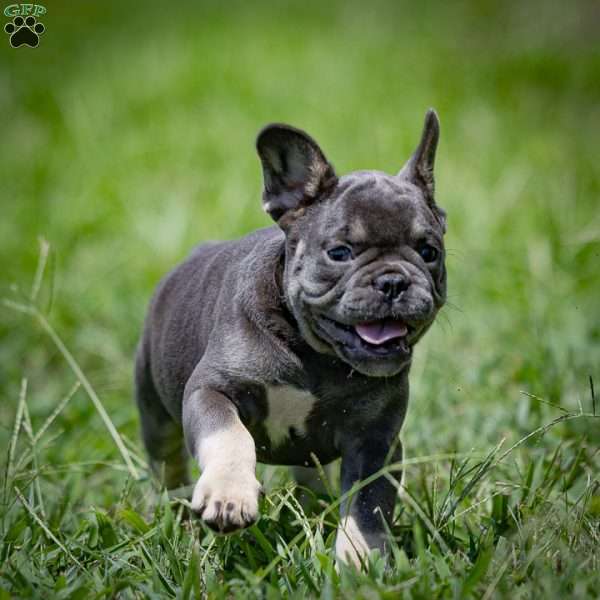 Clara, French Bulldog Puppy