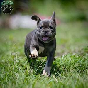 Clara, French Bulldog Puppy