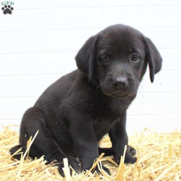 Clara, Labrador Mix Puppy