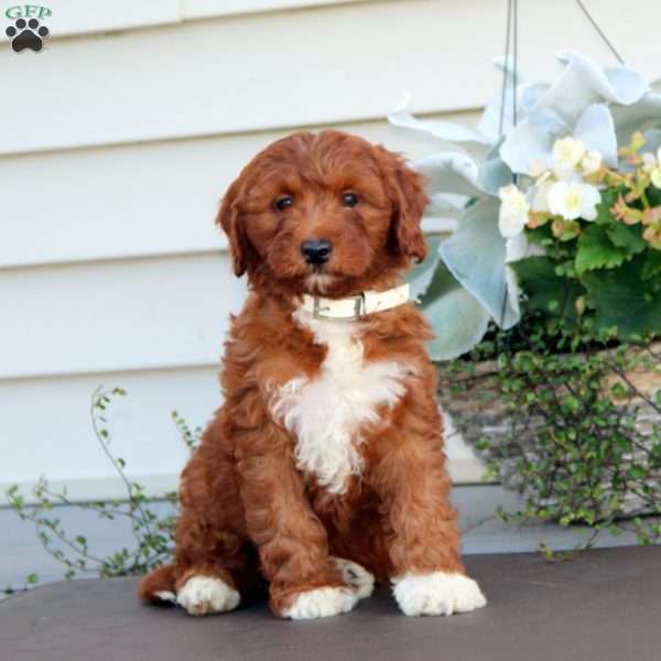 Clara, Mini Goldendoodle Puppy