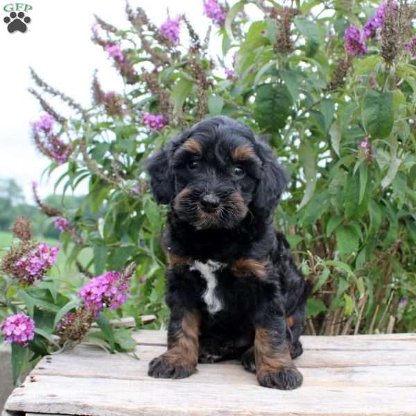 Clark, Mini Goldendoodle Puppy