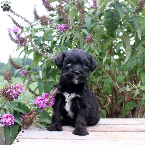 Clay, Mini Goldendoodle Puppy