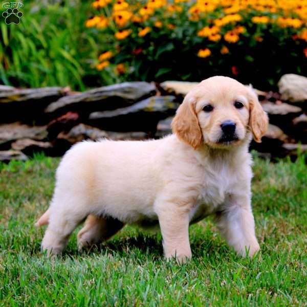 Clover, Goldendoodle Puppy