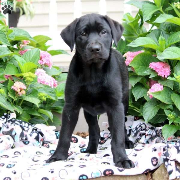 Cocoa, Black Labrador Retriever Puppy