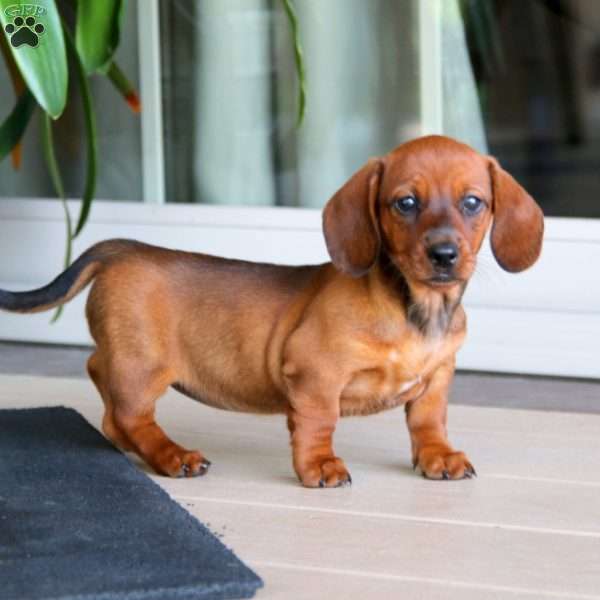 Coconut, Dachshund Puppy