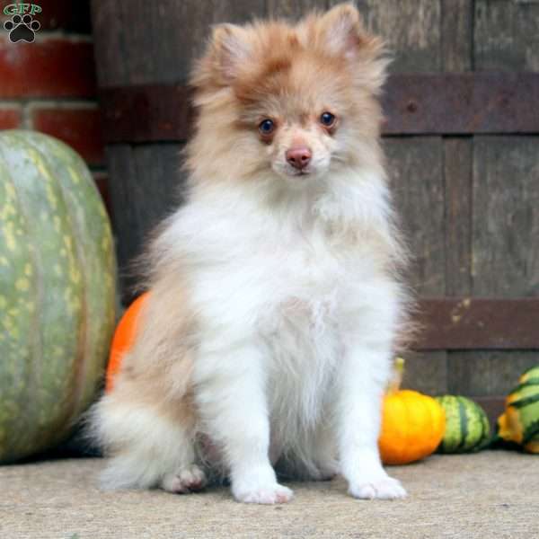 Cody, Pomeranian Puppy