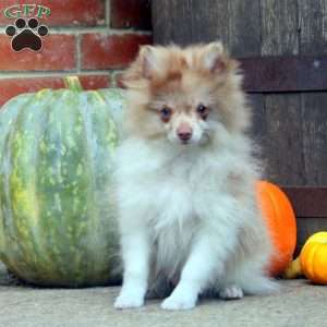 Cody, Pomeranian Puppy