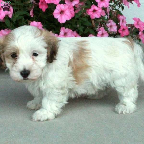 Colby, Havanese Puppy