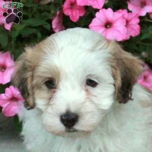 Colby, Havanese Puppy