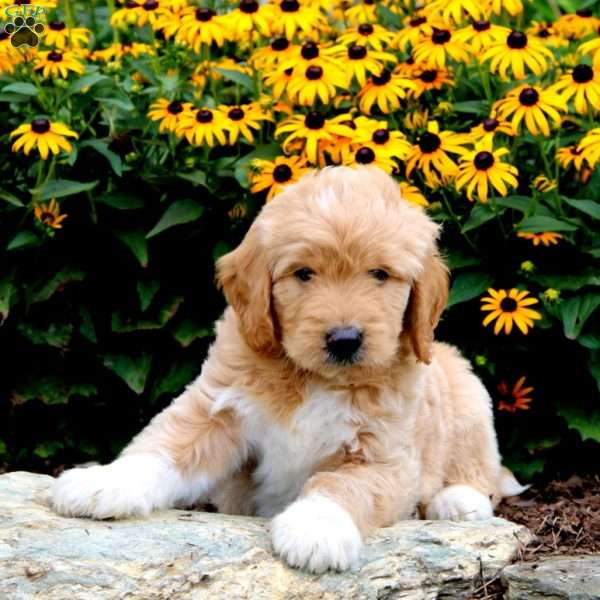 Colby, Goldendoodle Puppy