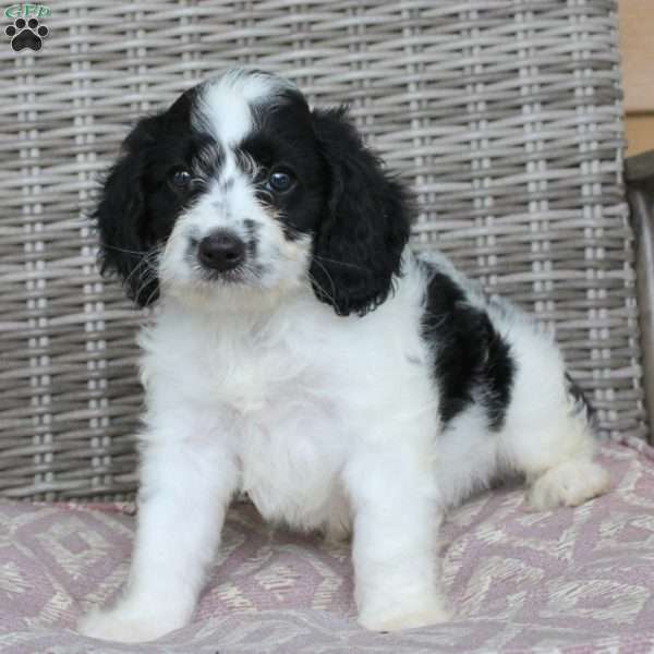 Conner, Mini Bernedoodle Puppy