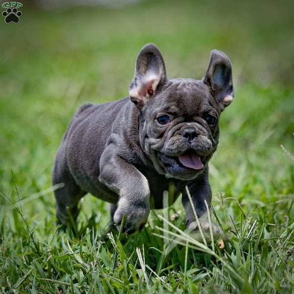 Connie, French Bulldog Puppy