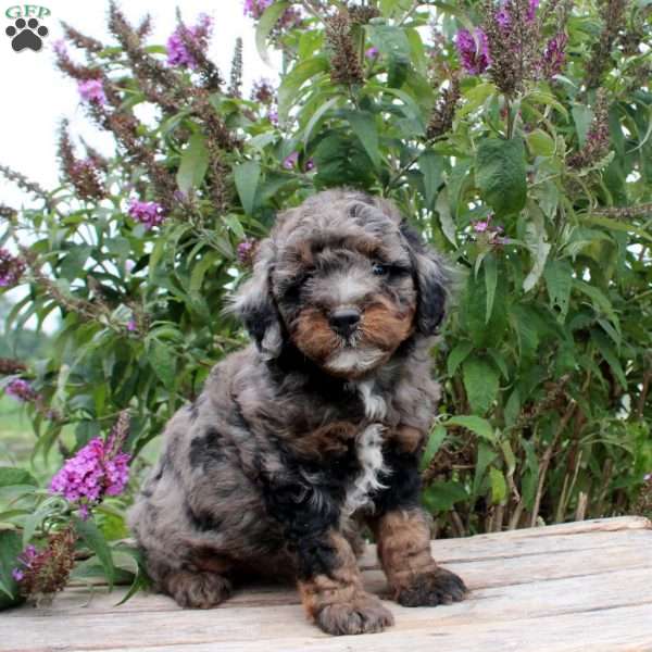 Connor, Mini Goldendoodle Puppy