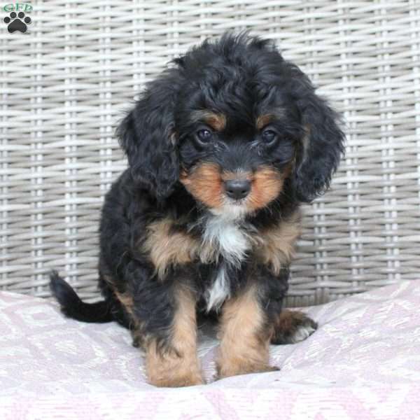 Constance, Mini Bernedoodle Puppy