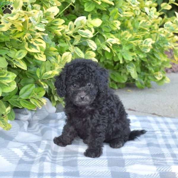 Cookie, Miniature Poodle Puppy