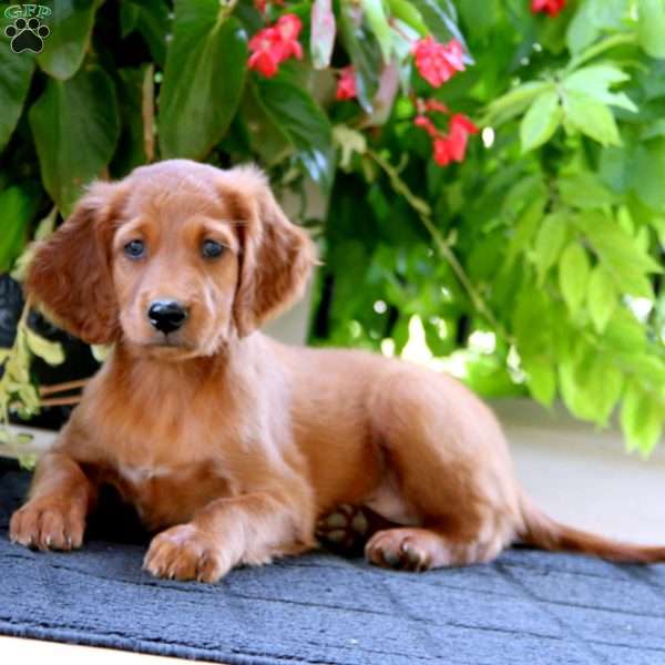 Cookie, Irish Setter Puppy