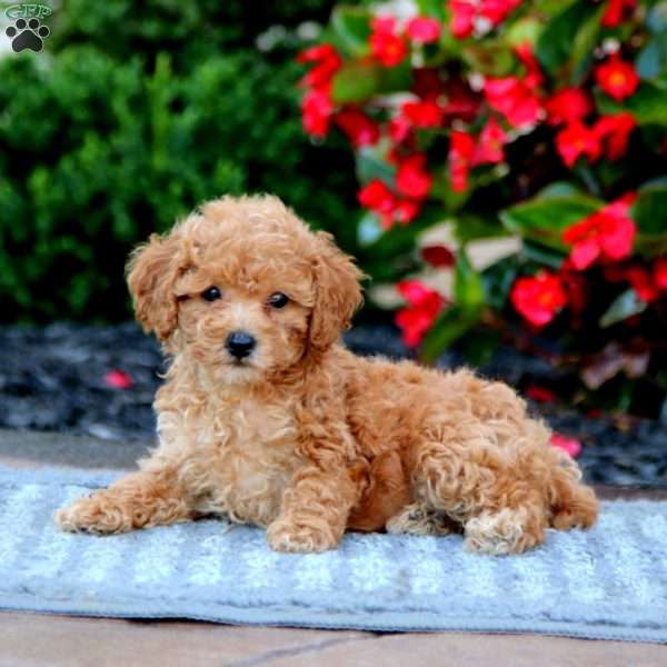 Cookie, Toy Poodle Puppy