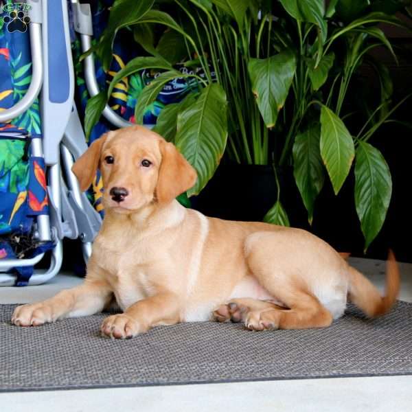 Cookie, Yellow Labrador Retriever Puppy