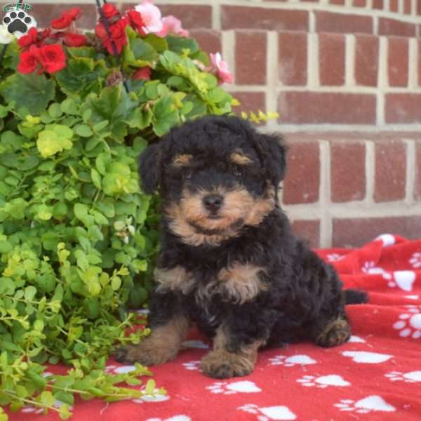 Cooper, Maltipoo Puppy