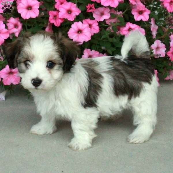 Cooper, Havanese Puppy