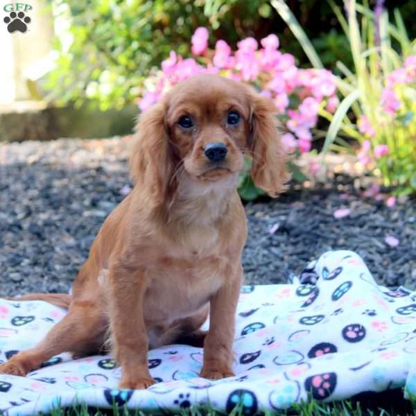 Cooper, Cavalier King Charles Spaniel Puppy