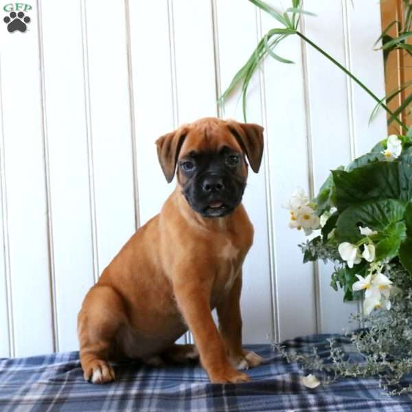 Cooper, Boxer Puppy