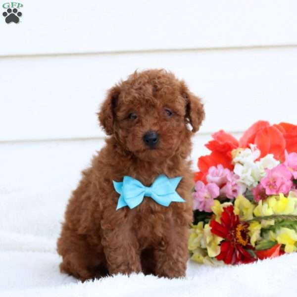 Copper, Toy Poodle Puppy