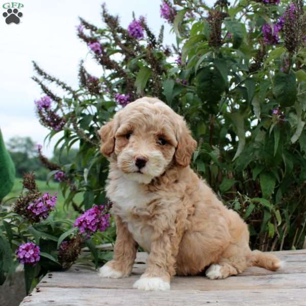 Cora, Mini Goldendoodle Puppy