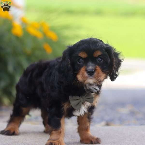 Cosmo, Cavalier King Charles Mix Puppy