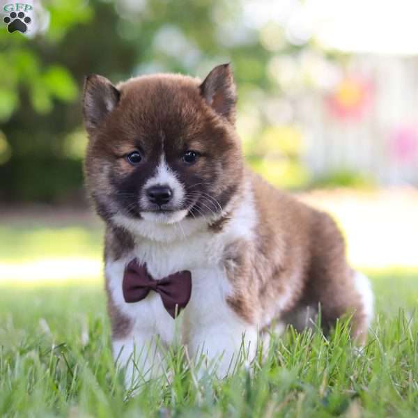 Cosmo, Shiba Inu Puppy