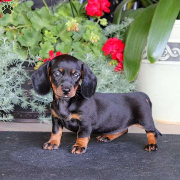 Cotton, Dachshund Puppy