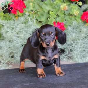 Cotton, Dachshund Puppy