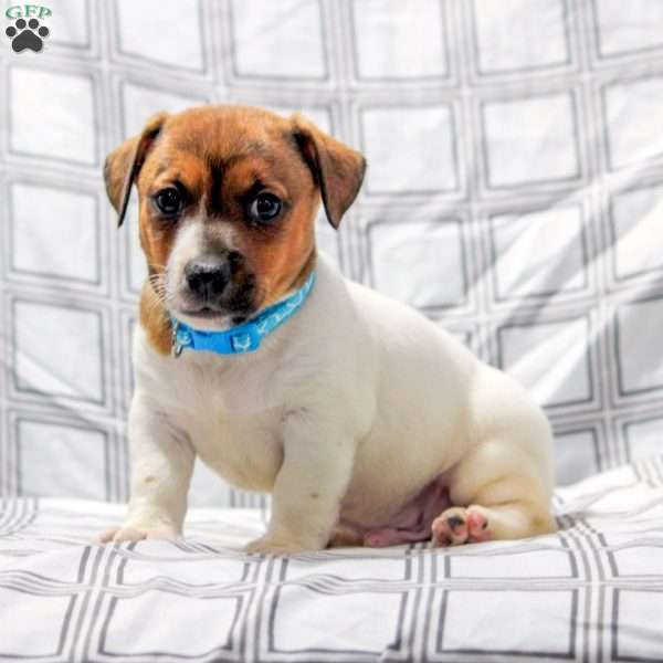 Courage, Jack Russell Terrier Puppy