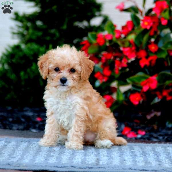 Crissy, Toy Poodle Puppy