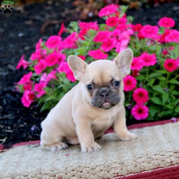 Crissy, French Bulldog Puppy