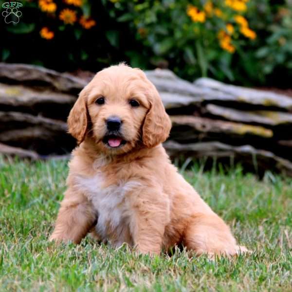 Crystal, Goldendoodle Puppy