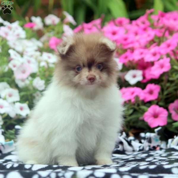 Cupcake, Pomeranian Puppy